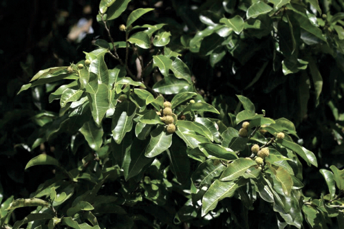Brosimum alicastrum,